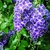 Clusters of flowers w/ white edges to the violet corolla lobes.