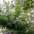 Shrub with terminal clusters of purple flowers.