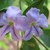 5-lobed, tubular flowers w/ violet nectar guides on lower lobes