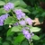 Leafy shoot with clusters of pale purple flowers.