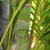 leaves and stem