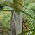 leaves and stem
