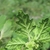 Underside of leaf
