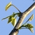 THe unfolding leaves are cordate with swollen joint or pulvinus