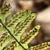 Asplenium platyneuron (Ebony Spleenwort)