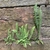 Asplenium platyneuron in rock crevice