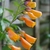 Close up of flower