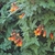 Leaves and flowers