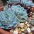 Echeveria Elegans