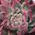 Echeveria 'Victor Reiter'