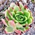 Form of a plant with succulant leaves in a rosette