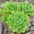 Multiple succulent plants with leaves in a rosette