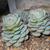 Echeveria Derenbergii