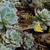 Echeveria Derenbergii