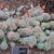 Echeveria Derenbergii