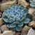 Echeveria Elegans
