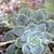 Echeveria Multicaulis