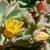 Echeveria Multicaulis