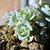 Echeveria Runyonii