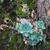 Echeveria Secunda