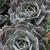 Echeveria Secunda