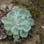 Echeveria Secunda