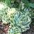 Echeveria Secunda glauca 'Lenore Dean'