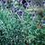 Echinops ritro