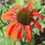 Echinacea purpurea 'Tomato Soup'