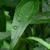 Leaf - late spring (Haywood County, NC)