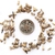 Seeds