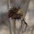dried, spiky centers after petals fall, containing tan seeds
