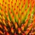 Close up of flower head showing array of orange stamens