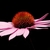 Side view of brownish-orange Flower head and pink petals