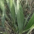 Green pinnated Leaves