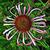 Echinacea pallida