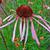 Echinacea pallida