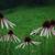 Echinacea pallida