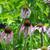 Echinacea pallida