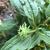 Echinacea purpurea 'PAS702917'