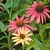 Echinacea purpurea 'Cheyenne Spirit'