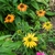 Echinacea purpurea 'Cheyenne Spirit'