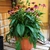 Echinacea purpurea 'Cheyenne Spirit'