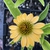 Echinacea purpurea 'Cheyenne Spirit'