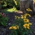 Echinacea purpurea 'Cheyenne Spirit'