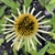 Echinacea purpurea 'Cheyenne Spirit'