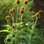 Echinacea purpurea 'Mellow Yellow'