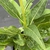 Echinacea purpurea 'Mellow Yellow'