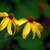Echinacea purpurea 'Mellow Yellow'
