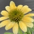 Echinacea purpurea 'Mellow Yellow'